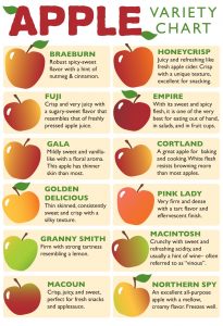 Apple Variety Chart, poster design for Brattleboro Food Co-op, VT. Digital illustration and typography.
